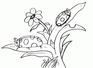 2-ladybug-coloring-picture-l